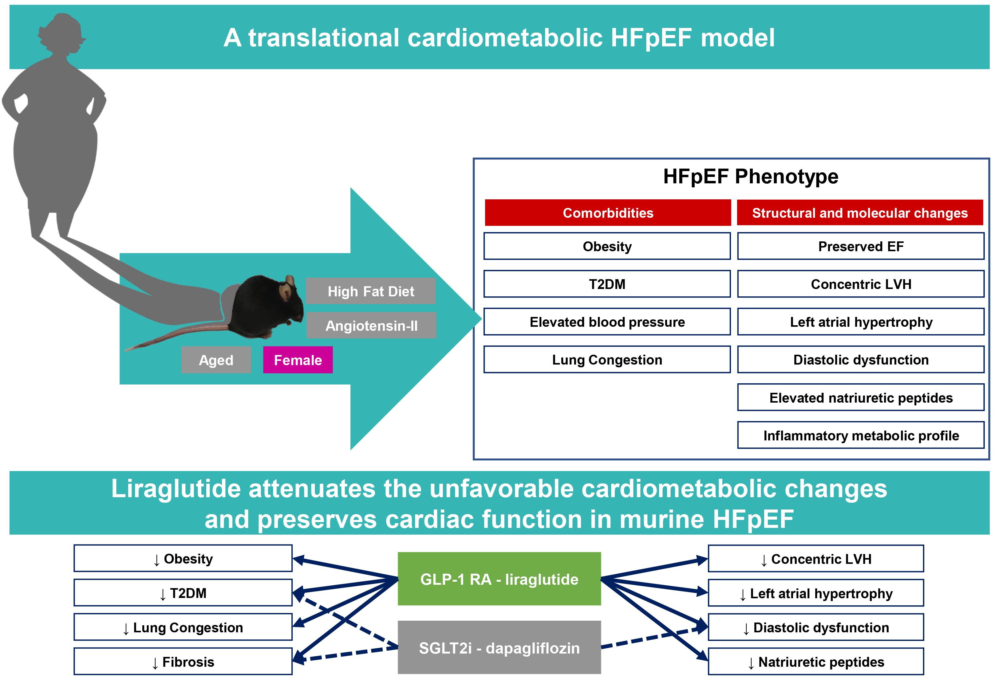 Fighting Heart Failure with Preserved Ejection Fraction in women - UMCG  Cardiology