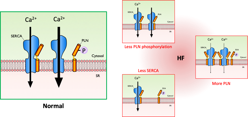 publication-nature-communications-umcg-cardiology