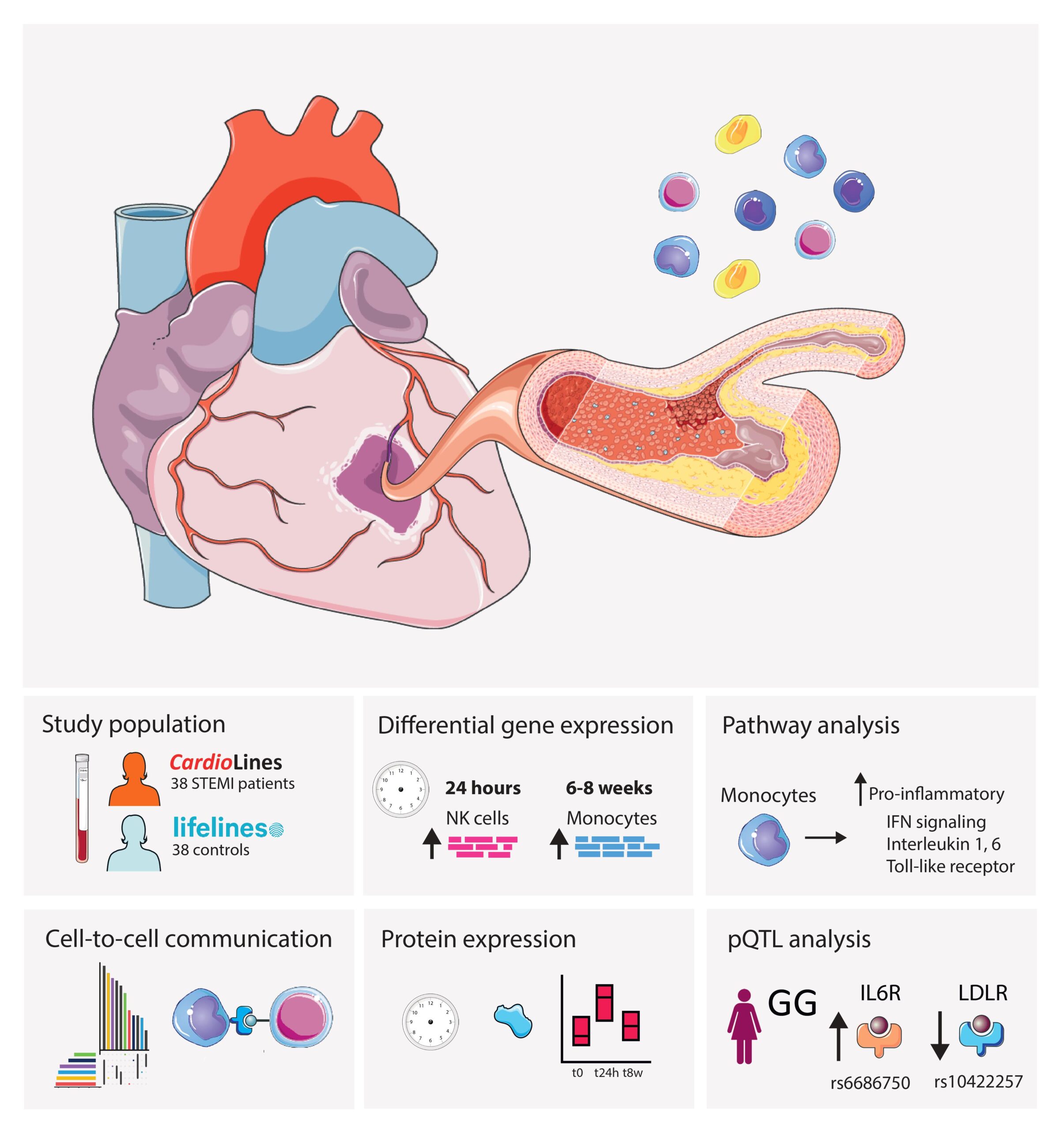 Preprint Single Cell Dissection Of The Immune Response After Acute Myocardial Infarction Umcg 4735